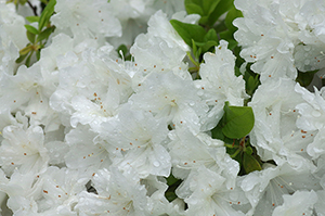 広場にある白い花