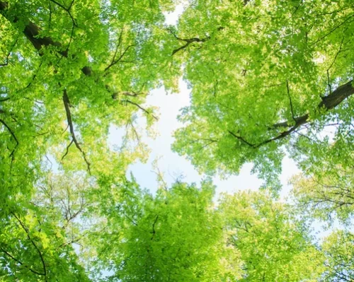 新緑の木と木漏れ日